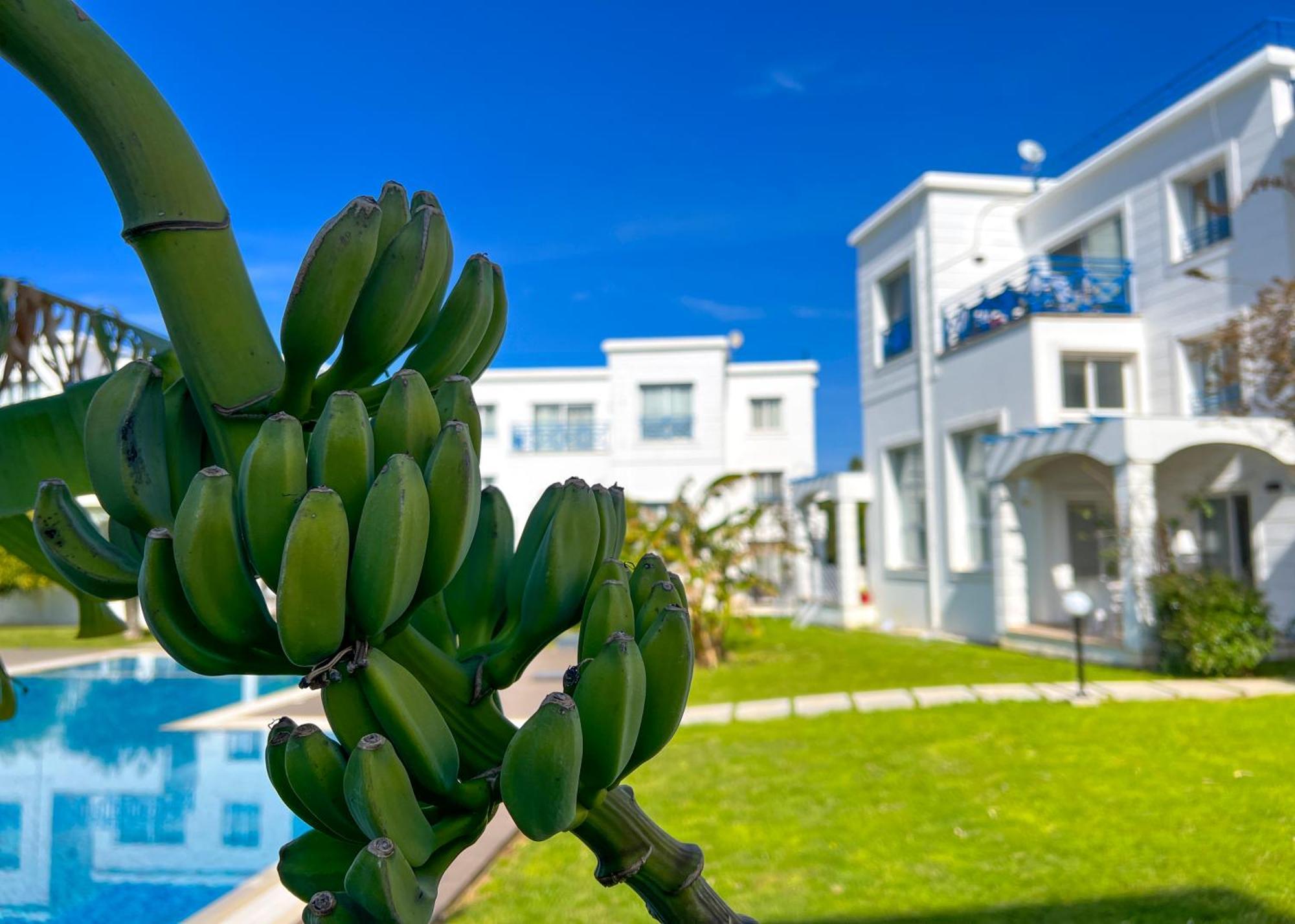 Garden Loft Apt With Pool In Alsancak Kyrenia Кирения Экстерьер фото